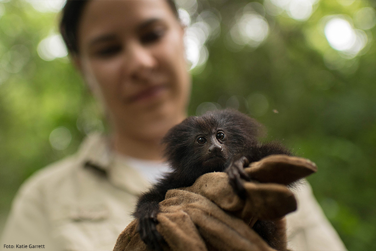 Imagem da bióloga Gabriela Rezende com o mico-leão-preto