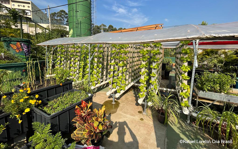 A imagem mostra a horta comunitária de Paraisópolis, já com muitos vegetais e hortaliças para serem colhidas.