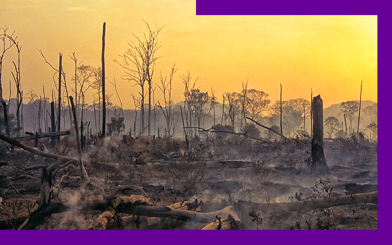 Imagem mostra os impactos de queimadas em uma floresta