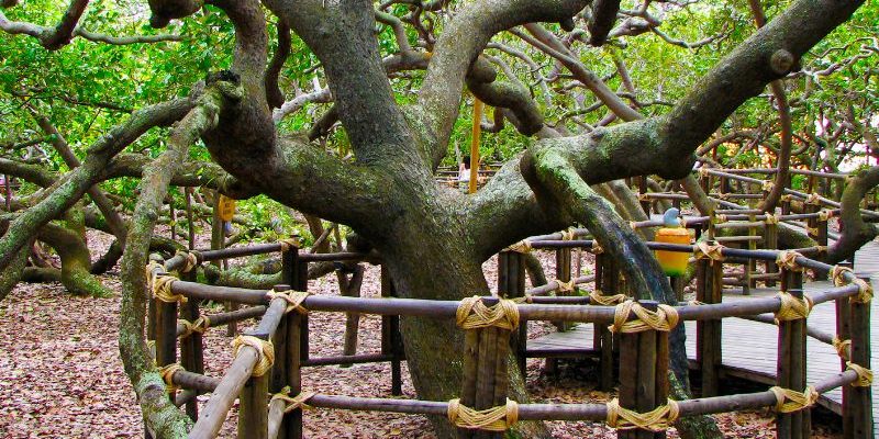 Imagem mostra produção de castanha de caju